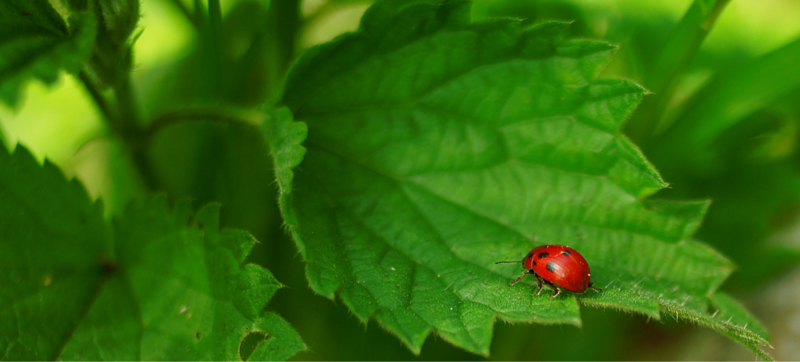 Beneficial Insects