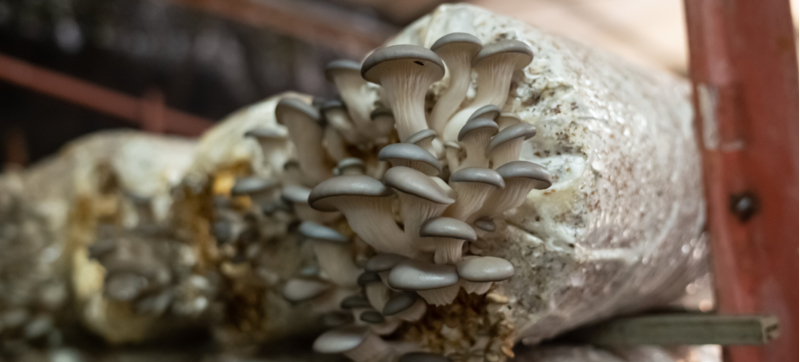 Start your Own Mushroom Farm