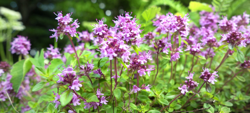 Red Creeping Thyme (Thymus praecox)