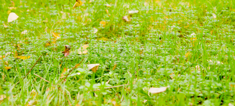 Cover Crops 101: Boost Your Garden's Health and Productivity