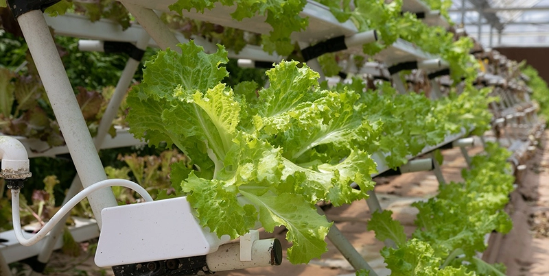 Hydroponic system using drip irrigation